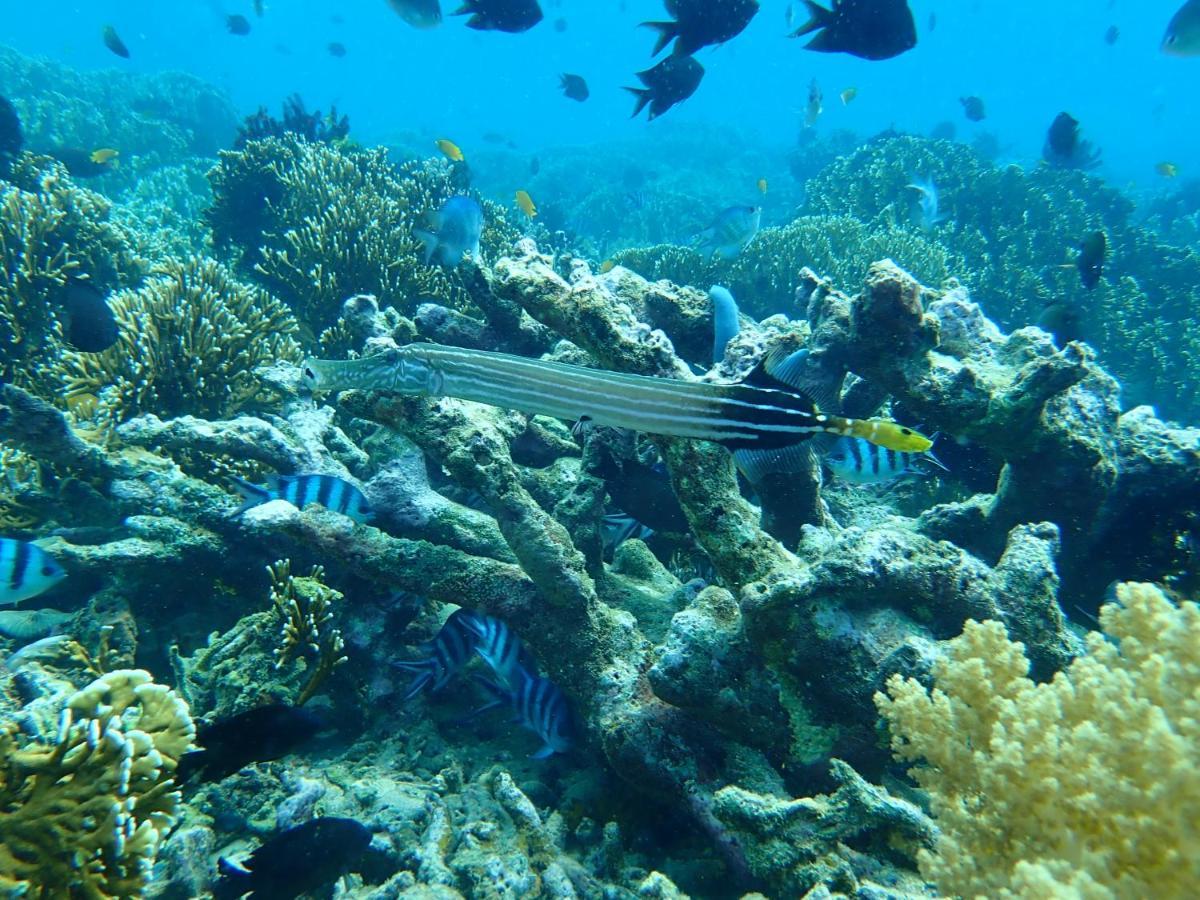 The High Dive Gili Gede By Ultimate Resorts מראה חיצוני תמונה